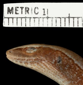 Media type: image;   Herpetology R-19599 Aspect: head lateral